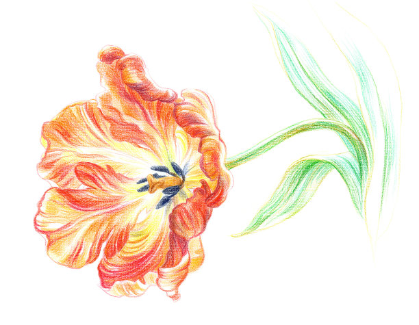 伦勃朗郁金香图片下载