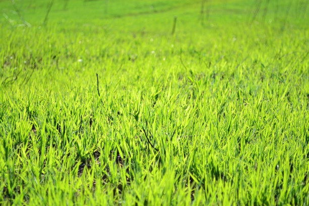 新鲜的草图片下载