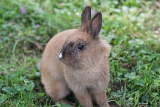 乡下花园的棕色小兔子素材图片