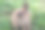 乡下花园的棕色小兔子素材图片