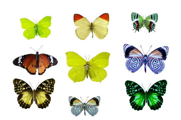 孤立的蝴蝶图片下载