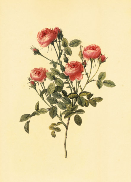 玫瑰|古董花卉插图素材图片