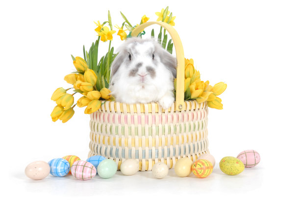 篮子里的复活节兔子图片下载