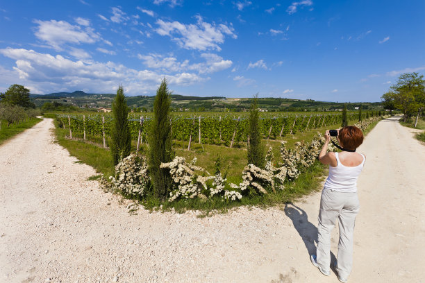 拍摄Valpolicella葡萄园，意大利图片下载