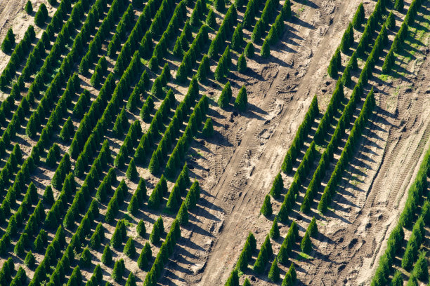 圣诞树农场图片下载