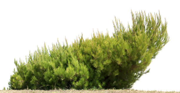 孤立在白色上的矮松(矮松)。图片下载