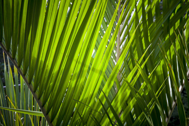 丛林树叶素材图片