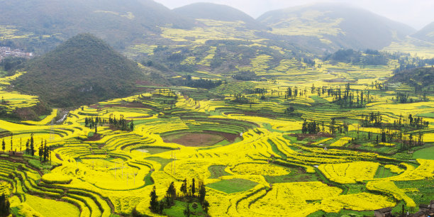村庄和油菜地素材图片