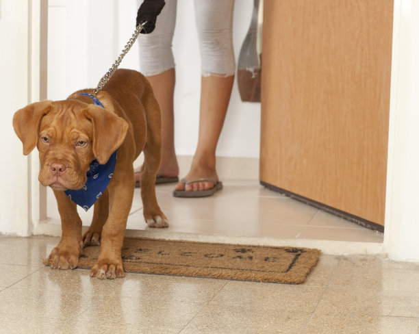 遛狗。图片下载