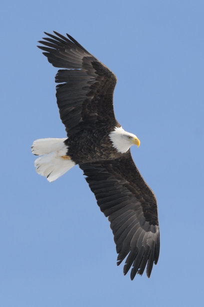 美国秃鹰图片下载