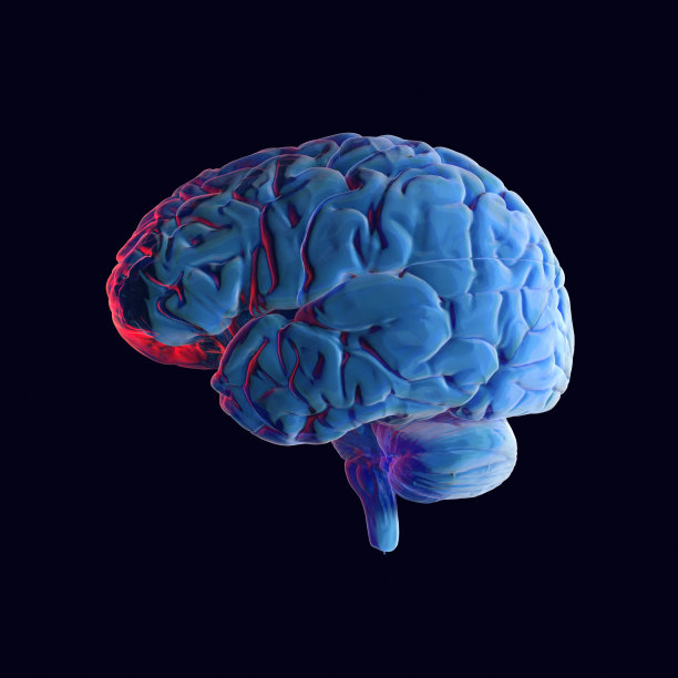 人类大脑x射线类型图片下载