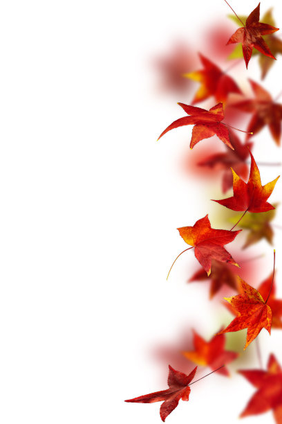 近距离的红色秋叶在白色的背景图片下载