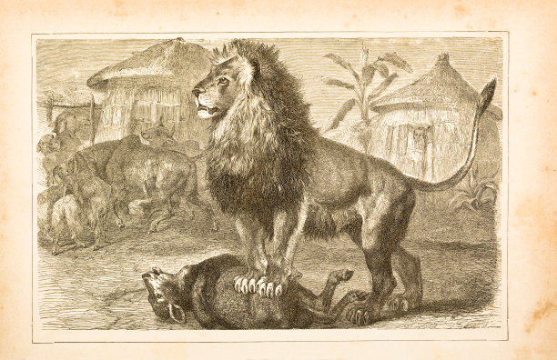 雕刻的是1877年的雄狮在猎杀幼狮图片下载