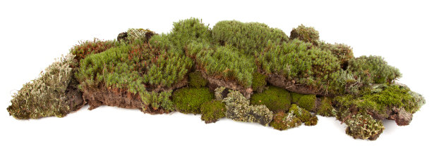 苔藓集合图片下载