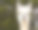 白色羊驼特写素材图片