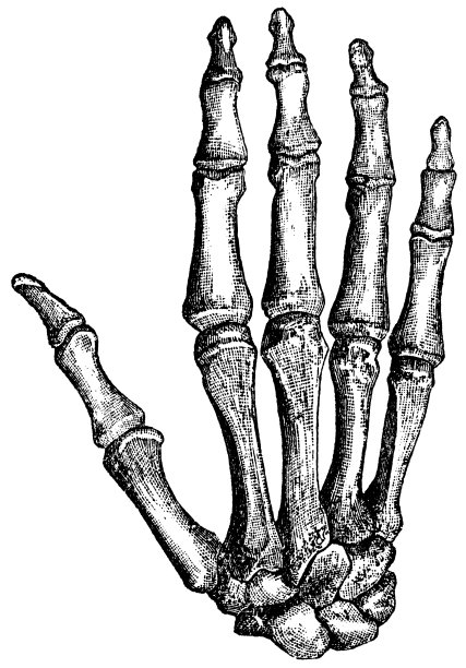 手的骨头图片下载