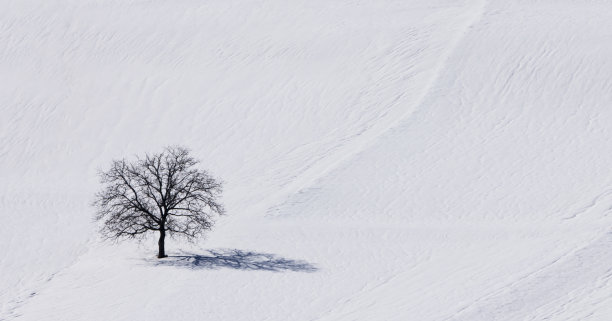 山坡上的一棵孤独的树图片下载