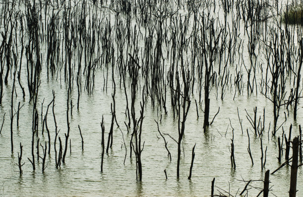 淹没的树木和大坝。图片下载