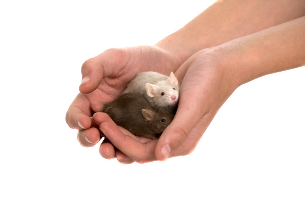 手中的老鼠图片下载