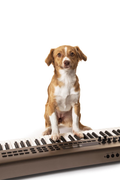 可爱的狗在键盘上弹奏音乐图片下载