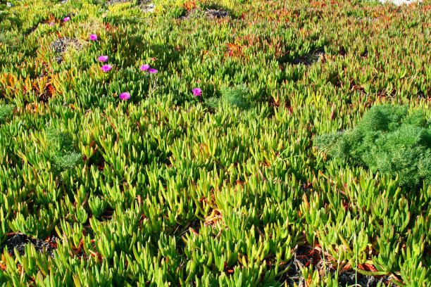 霍屯督人图领域图片下载