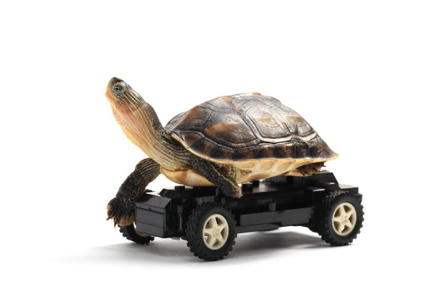 车轮上的乌龟图片下载