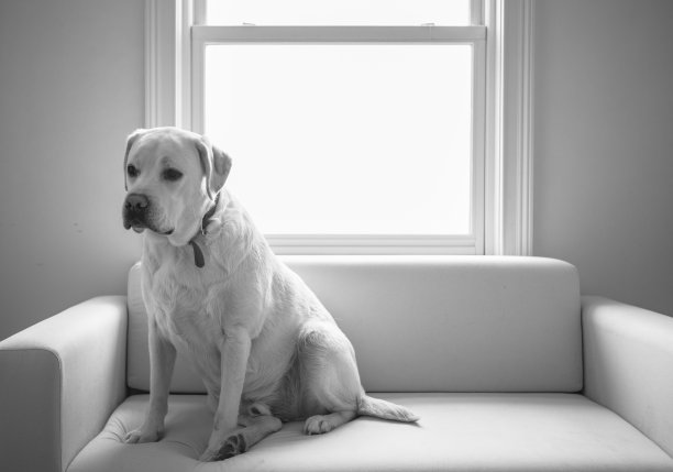 冬季是狗图片下载