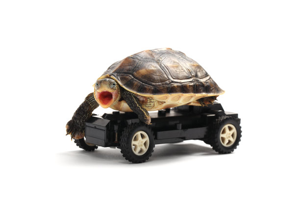 车轮上的乌龟图片下载