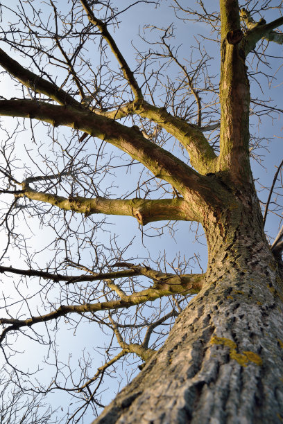 秋天的树图片下载