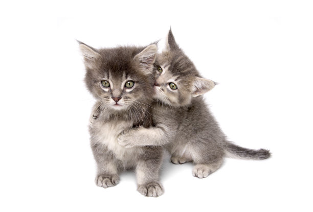 动物:孤立的小猫图片下载