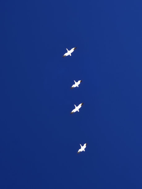 雪鹅在一个寒冷的日子图片下载