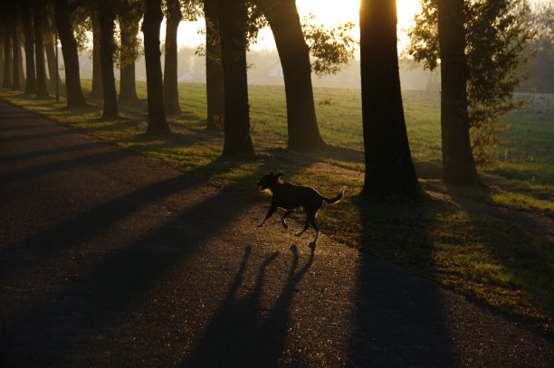 在小巷里遛狗图片下载