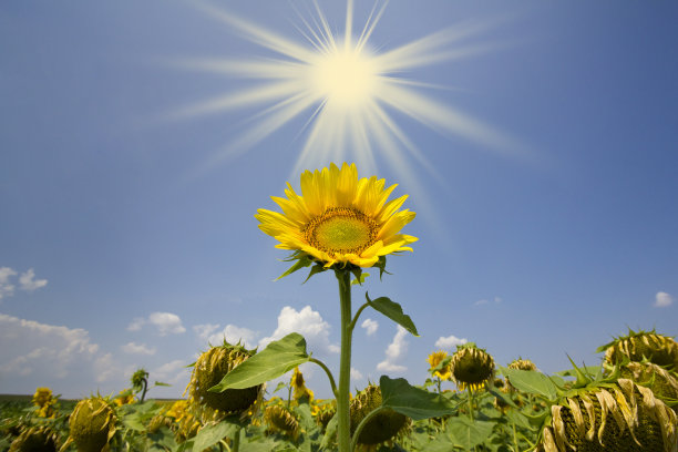 奔向太阳图片下载