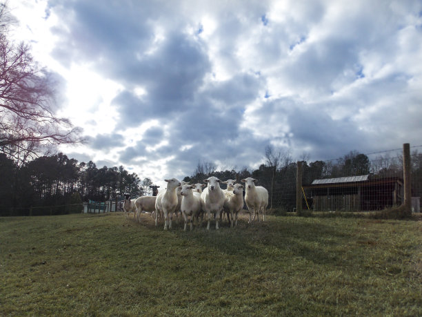 羊图片下载
