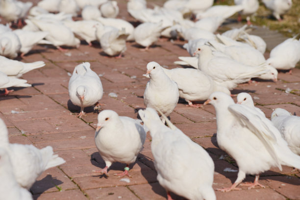 地上的鸽子图片下载