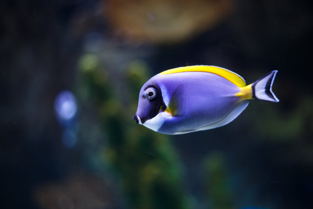 水族馆素材图片