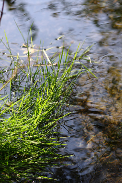 布鲁克和植物图片下载