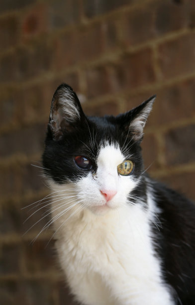 高血压导致的盲目猫图片下载