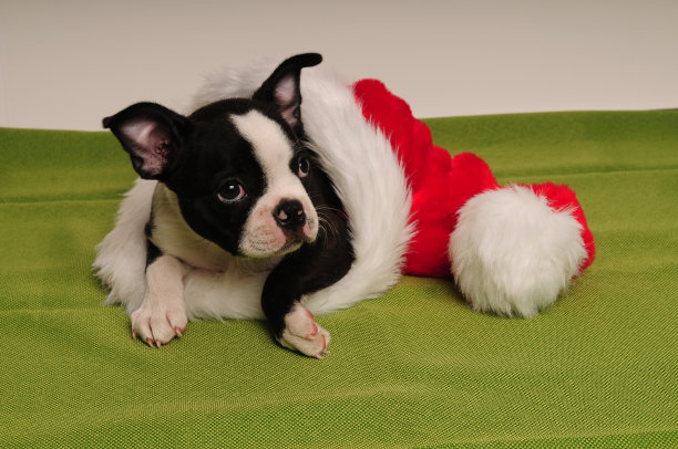 波士顿小狗和圣诞帽图片下载
