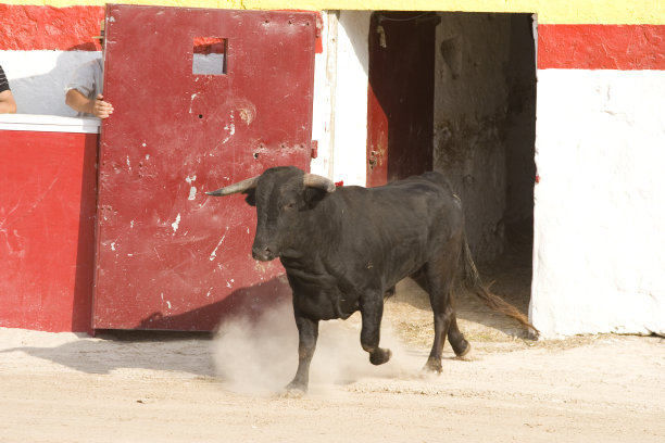 进入斗牛场的公牛图片下载