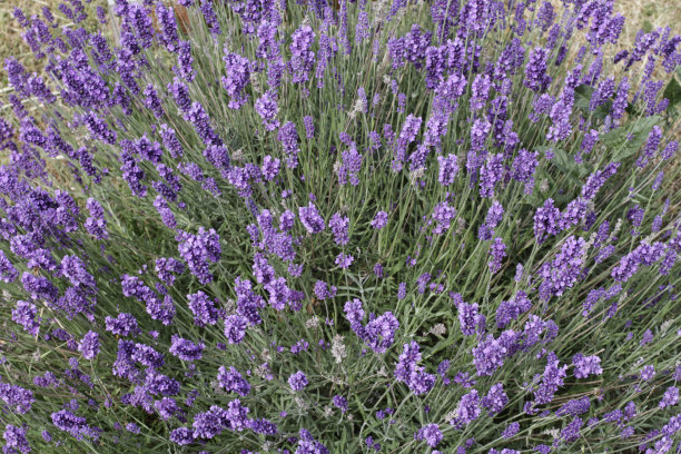 蓝花爆开薰衣草香图片下载