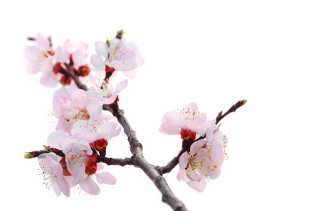 桃花素材图片