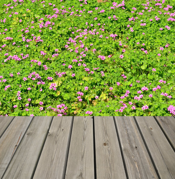 空荡荡的木平台旁边是绿色的春草草坪图片下载