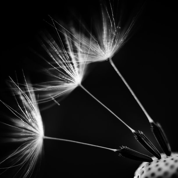 蒲公英的种子图片下载