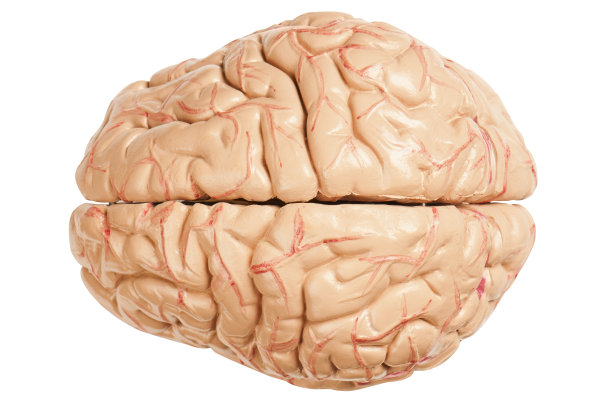 人脑，血管和组织的模型图片下载