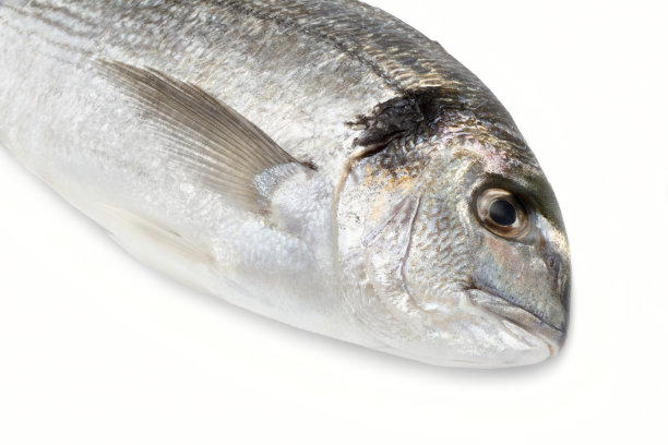 水产养殖海鲷图片下载