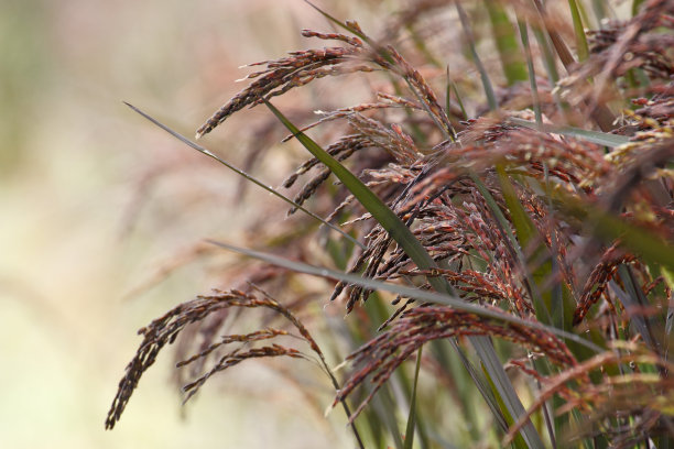 紫色稻田图片下载