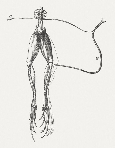 伽伐尼(1791年)的《青蛙腿实验》，木刻，1877年出版图片下载