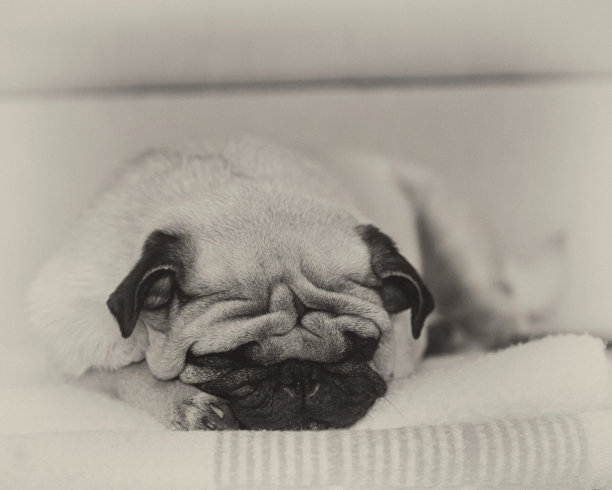 睡觉的哈巴狗图片下载