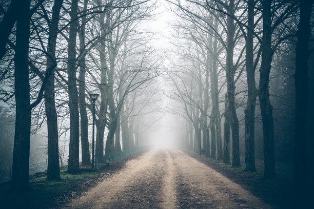 乡村道路上的树冠在雾中图片下载